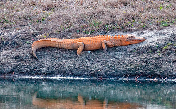 orange alligator