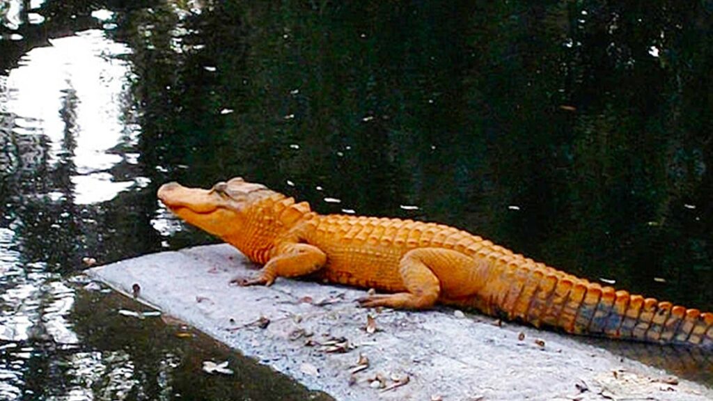 orange alligator spotted in south carolina